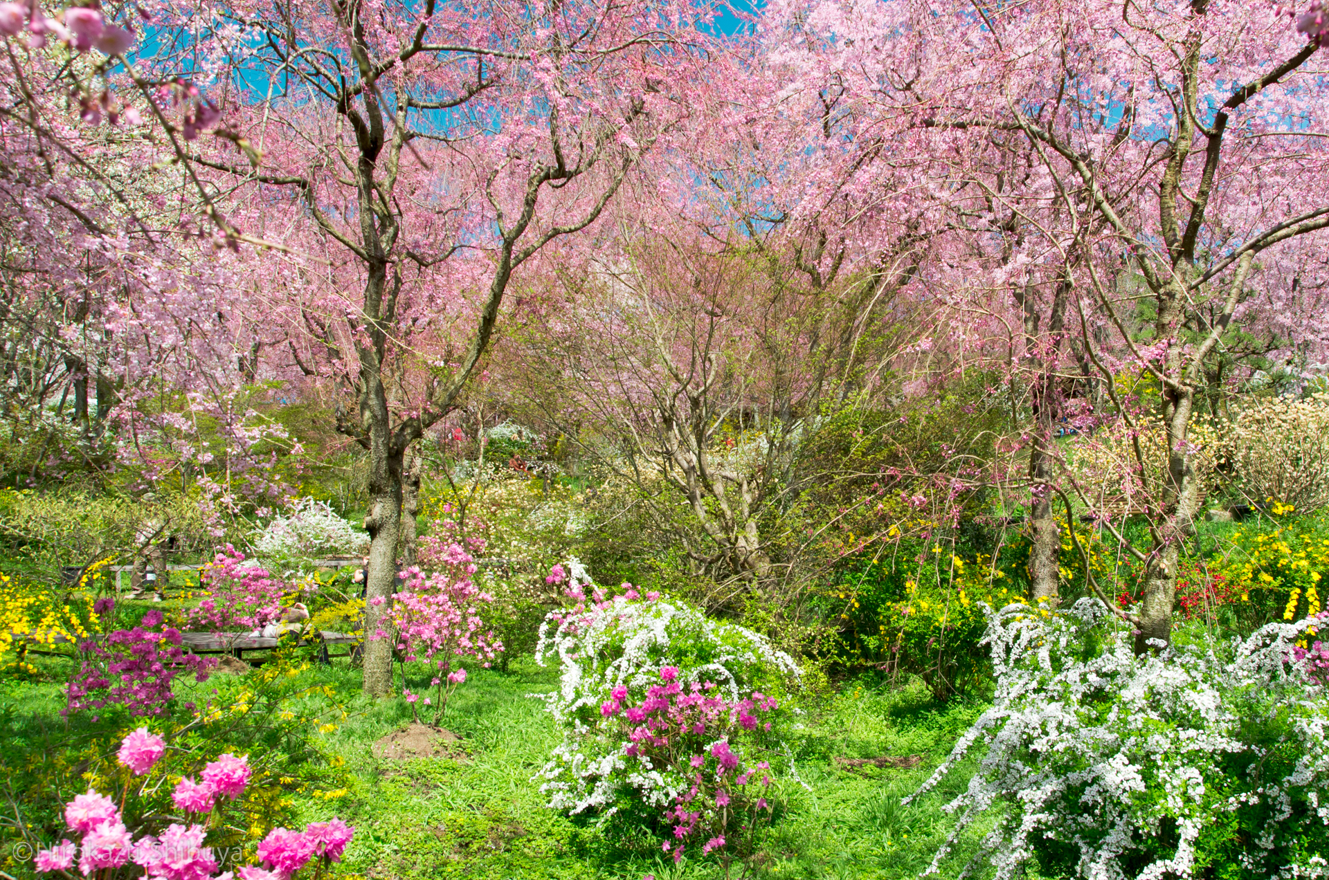まさにこの世の極楽浄土 絶景すぎる京都 原谷苑の桜をながめてきた さんぽのしるべ